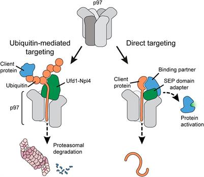 Targeting of client proteins to the VCP/p97/Cdc48 unfolding machine